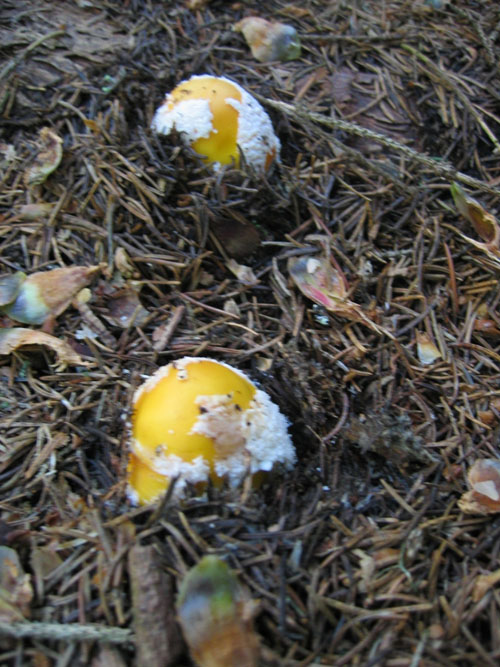 Amanita muscaria variet